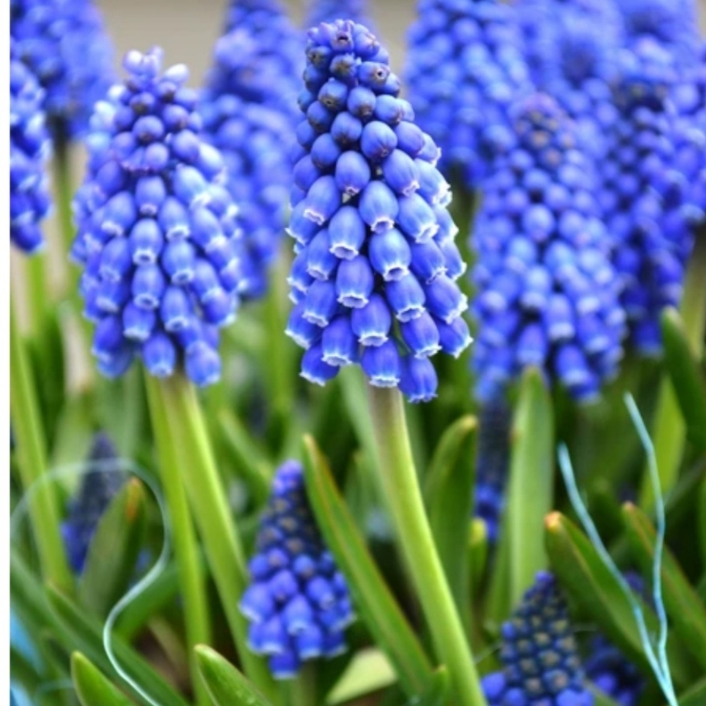 Grape Hyacinth Bulbs 💜💜500 for $75
